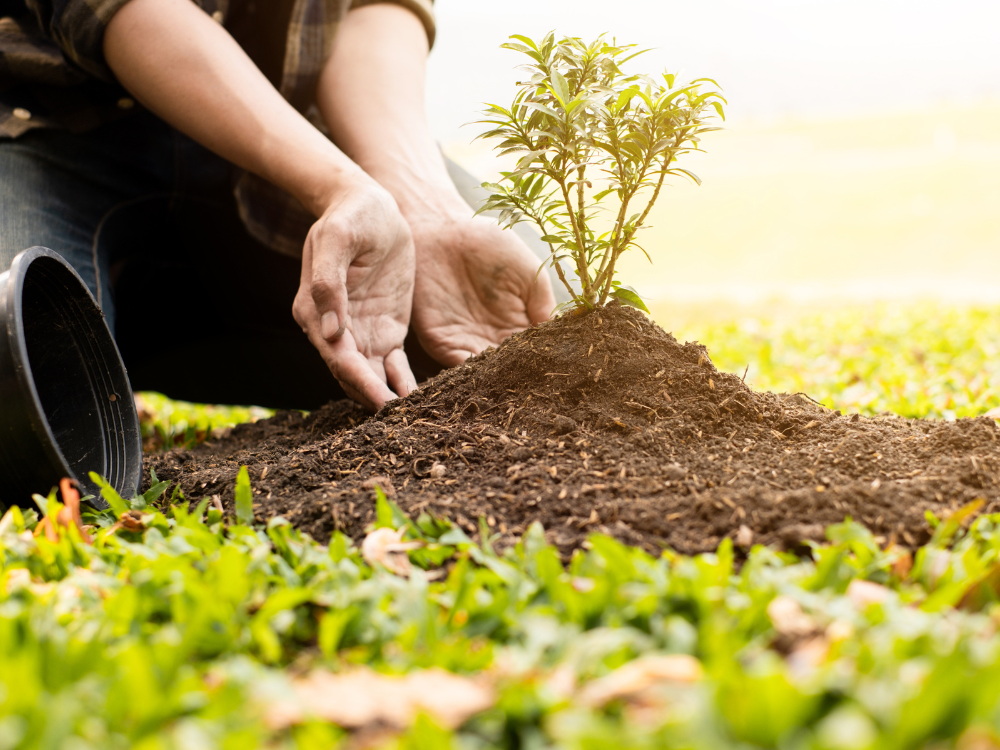Reforestation Drives